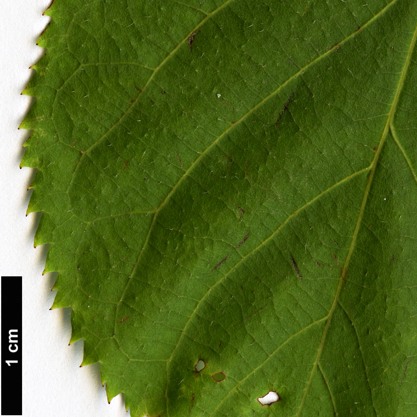 High resolution image: Family: Rosaceae - Genus: Prunus - Taxon: verecunda - SpeciesSub: ’Autumn Glory’